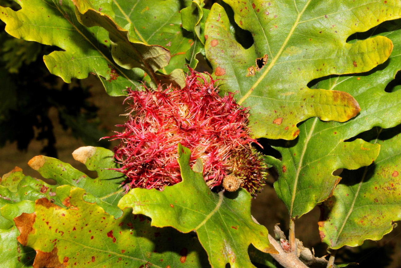 Galle su quercia di 5 specie di Andricus sp. (Cynipidae)